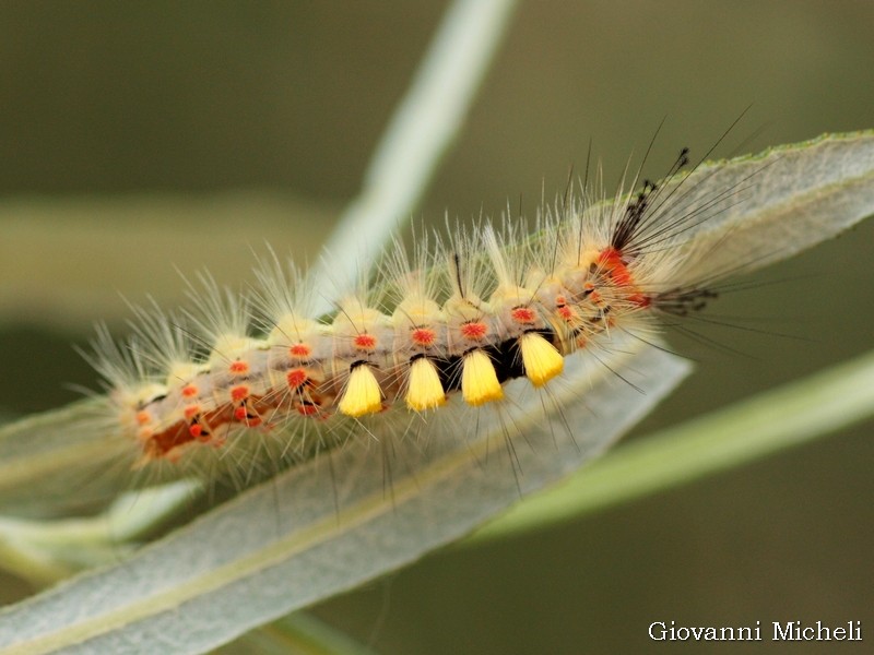 Bruco da ID: Orgyia antiqua - Erebidae